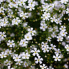 1000 White BABY'S BREATH 'Covent Garden' Gypsophila Elegans Flower Seeds