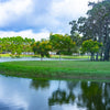 10 DWARF GOLDEN RAIN TREE Koelreuteria Paniculata Nana Yellow Flower Seeds
