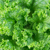 Loose Leaf Green Grand Rapids Lettuce Seeds – Lactuca Sativa Vegetable – photo 2