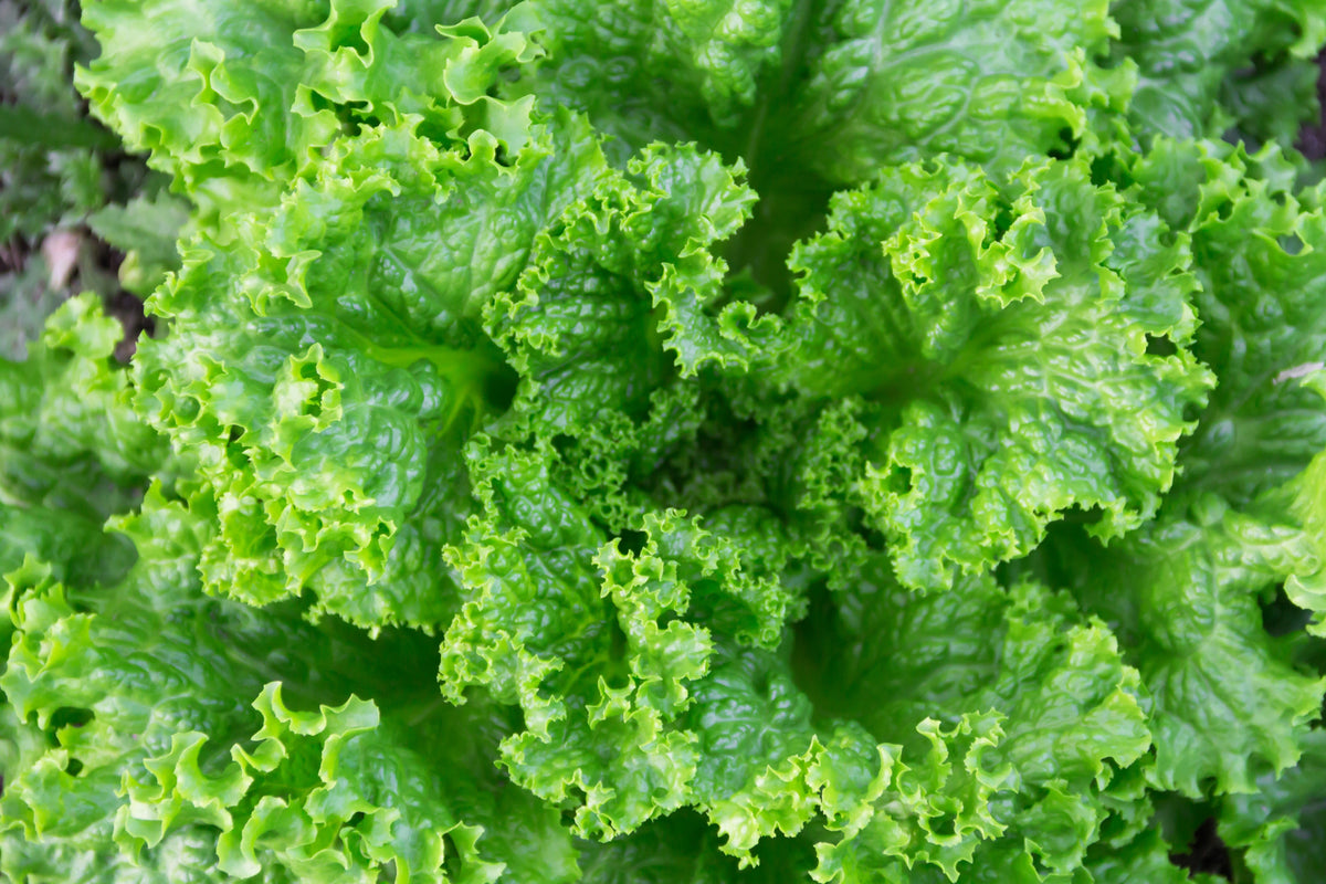 Loose Leaf Green Grand Rapids Lettuce Seeds – Lactuca Sativa Vegetable – photo 2