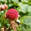 20 PURPLE FLOWERING RASPBERRY Thornless Edible Rubus Odoratus Fruit Berry Seeds