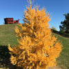 25 JAPANESE LARCH TREE Conifer Pine Cones Bonsai Larix Kaempferi Seeds