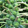 400 CATSKILL BRUSSEL SPROUT Sprouts Brassica Oleracea Vegetable Seeds