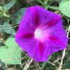 100 GRANDPA OTT MORNING GLORY Ipomoea Purpurea Flower Vine Seeds