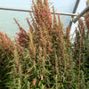 Organic Red Aztec Spinach Seeds – Huauzontle Chenopodium Berlandieri Greens Vegetable – photo 3