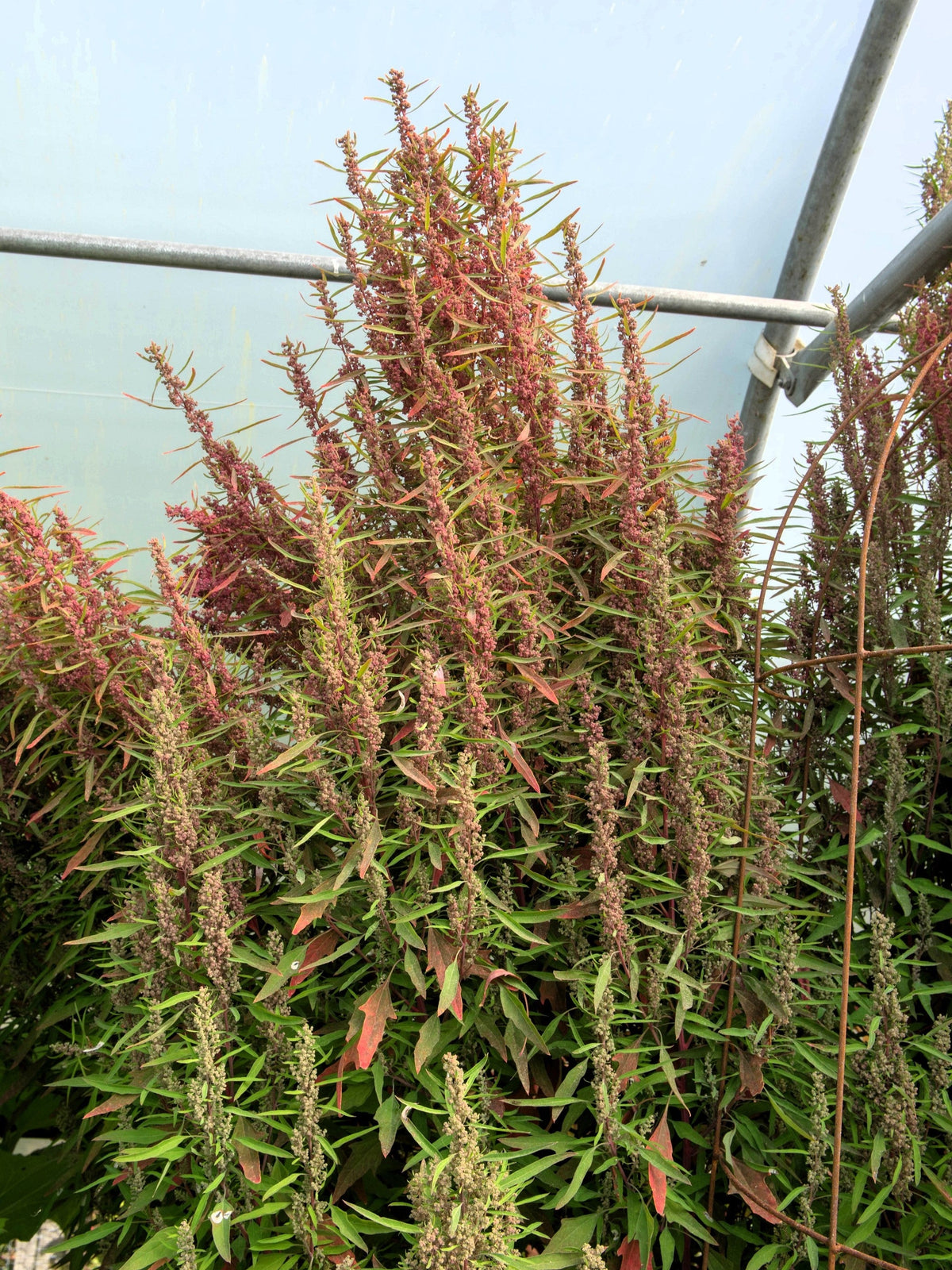 Organic Red Aztec Spinach Seeds – Huauzontle Chenopodium Berlandieri Greens Vegetable – photo 3