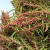 Organic Red Aztec Spinach Seeds – Huauzontle Chenopodium Berlandieri Greens Vegetable – photo 8