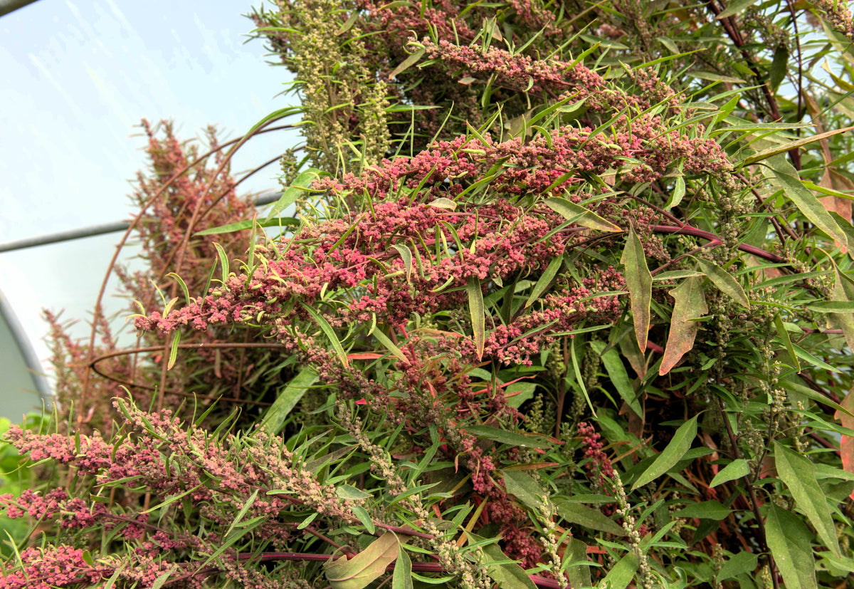 Organic Red Aztec Spinach Seeds – Huauzontle Chenopodium Berlandieri Greens Vegetable – photo 8