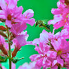1000 PINK WINGED LOOSESTRIFE Lythrum Alatum Flower Seeds
