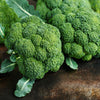 1000 WALTHAM 29 BROCCOLI Brassica Oleracea Vegetable Seeds