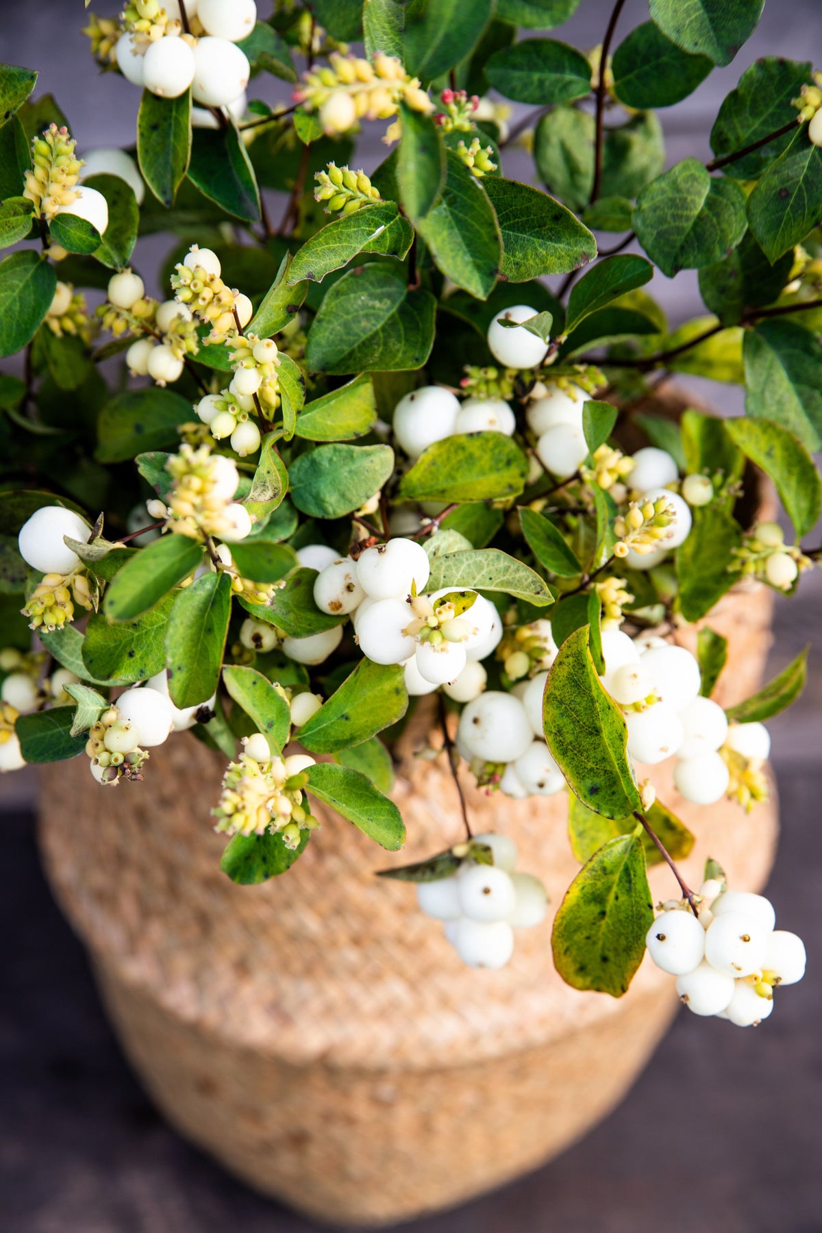 Dwarf Creeping Snowberry Seeds – Shrub White Pink Flower Symphoricarpos Mollis