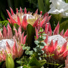 5 Giant KING PROTEA Cynaroides Sugarbush Rare 12" Flower Seeds