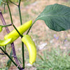 Hungarian Hot Wax Pepper (Hot Banana Pepper) Capsicum Annuum Vegetable Seeds – photo 7