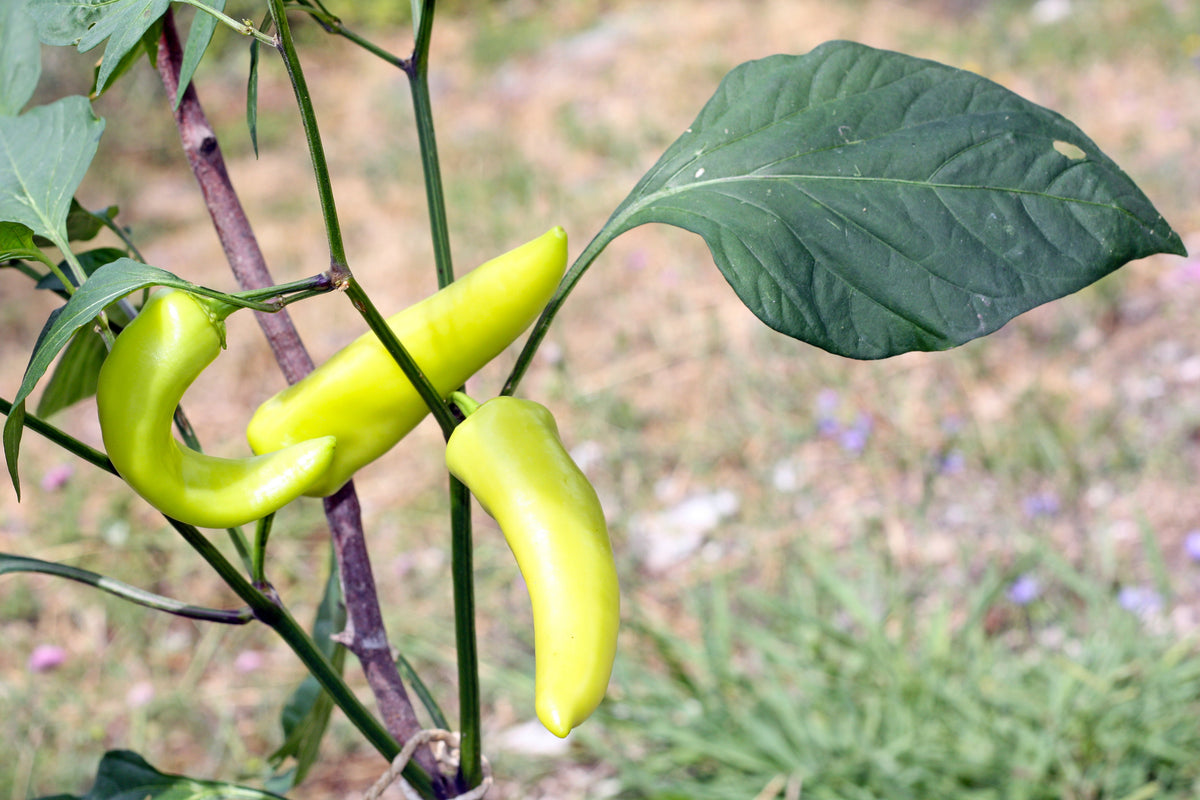 Hungarian Hot Wax Pepper (Hot Banana Pepper) Capsicum Annuum Vegetable Seeds – photo 7