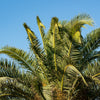 10 Florida ROYAL PALM Roystonea Regia Tree Houseplant Seeds