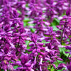 20 BRIGHT PURPLE SALVIA Splendens Scarlet Sage Flower Seeds