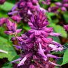 20 BRIGHT PURPLE SALVIA Splendens Scarlet Sage Flower Seeds