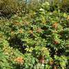 White Japanese Rose Seeds – Rosa Rugosa Alba Bush Rugosa Rose Flower – photo 11