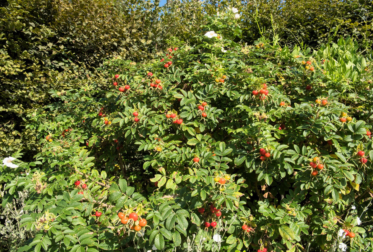 White Japanese Rose Seeds – Rosa Rugosa Alba Bush Rugosa Rose Flower – photo 11