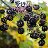 25 DEVIL'S WALKINGSTICK Shrub Flower Prickly Ash Elder Aralia Spinosa Seeds