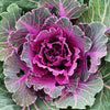 60 ORNAMENTAL KALE MIXED Colors Brassica Oleracea Flower Seeds