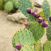 Yellow Prickly Pear Cactus Seeds – Nopal Opuntia Ficus-Indica Flower – photo 8