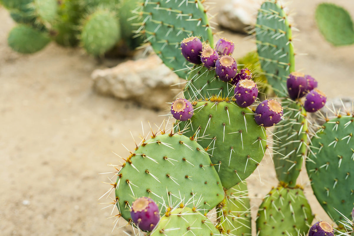 Yellow Prickly Pear Cactus Seeds – Nopal Opuntia Ficus-Indica Flower – photo 8