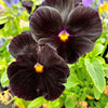 50 BLACK PANSY Clear Crystals Viola Wittrockiana Flower Seeds