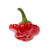 Red Jamaican Hot Pepper Seeds – Capsicum Chinense Scotch Bonnet Vegetable – photo 8