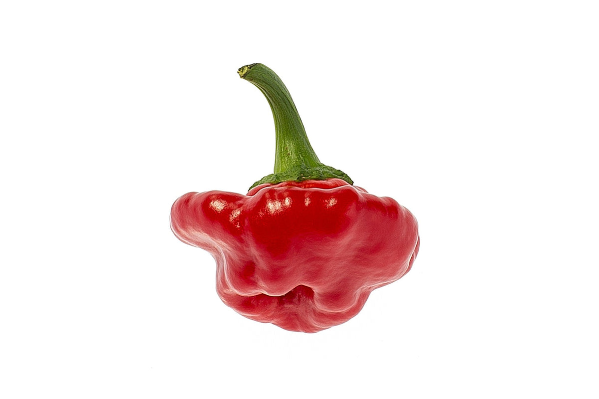 Red Jamaican Hot Pepper Seeds – Capsicum Chinense Scotch Bonnet Vegetable – photo 8