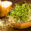 2000 ALFALFA Medicago Sativa Flower Plant Seeds