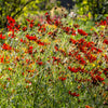 50 MAHOGANY MIDGET COREOPSIS Tinctoria Red Dwarf Flower Seeds