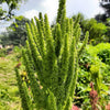 200 GREEN THUMB AMARANTHUS Hypochondriacus Prince’s Feather Amaranth Flower Seeds