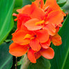 5 ORANGE CANNA LILY Indian Shot Arrowroot Canna Indica Flower Seeds