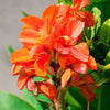 5 ORANGE CANNA LILY Indian Shot Arrowroot Canna Indica Flower Seeds
