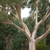 25 RED FOREST GUM Tree Eucalyptus Tereticornis Blue Grey Mountain Flower Seeds