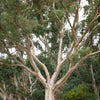 25 RED FOREST GUM Tree Eucalyptus Tereticornis Blue Grey Mountain Flower Seeds
