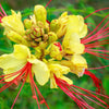 5 DESERT BIRD OF PARADISE Shrub Caesalpinia Gilliesii Poinciana Red & Yellow Flower Seeds
