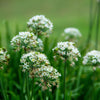 250 GARLIC CHIVE Allium Tuberosum Vegetable Seeds