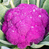 25 PURPLE CAULIFLOWER Violet Queen Brassica Oleracea Botrytis Vegetable Seeds