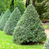 35 EUROPEAN PRIVET HEDGE Common Wild Ligustrum Vulgare Flower Shrub Seeds