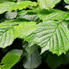 25 American WITCH HAZEL Hamamelis Virginiana Alder Shrub Tree Yellow Flower Seeds
