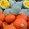 30 GOLDEN HUBBARD SQUASH Genesee Red Buttercup Cucurbita Pepo Vegetable Seeds