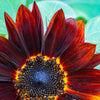 25 Red VELVET QUEEN SUNFLOWER Helianthus Annuus Flower Seeds