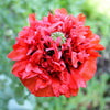 Giant Double Red Peony Poppy Seeds – Papaver Peoniflorum Flower – photo 5