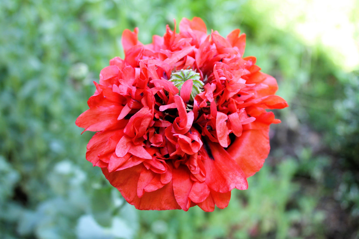 Giant Double Red Peony Poppy Seeds – Papaver Peoniflorum Flower – photo 5