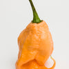 10 Peach CAROLINA REAPER PEPPER World's Hottest Capsicum Chinense Hot Chili Vegetable Seeds