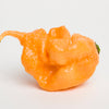 10 Peach CAROLINA REAPER PEPPER World's Hottest Capsicum Chinense Hot Chili Vegetable Seeds
