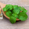500 SPEARMINT (English Mint) Mentha Spicata Herb Flower Seeds