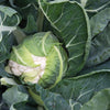 250 SNOWBALL SELFBLANCHING CAULIFLOWER White Brassica Oleracea Vegetable Seeds